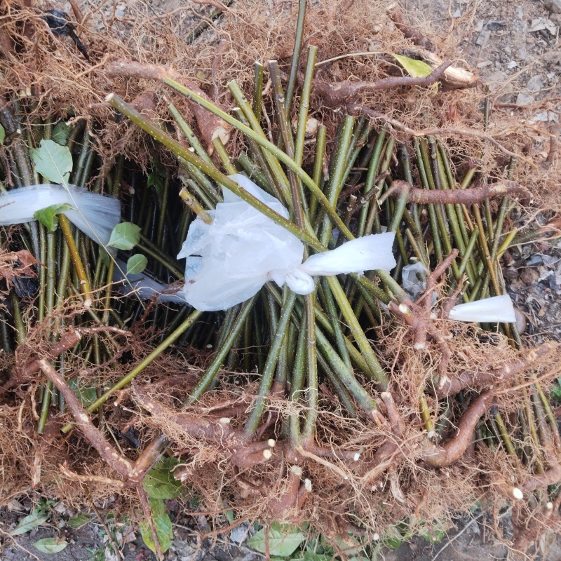 吴茱萸苗