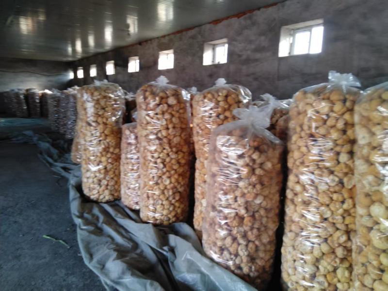 东北猴头菇基地一万斤头菇批发好货价格不贵常年大量批发