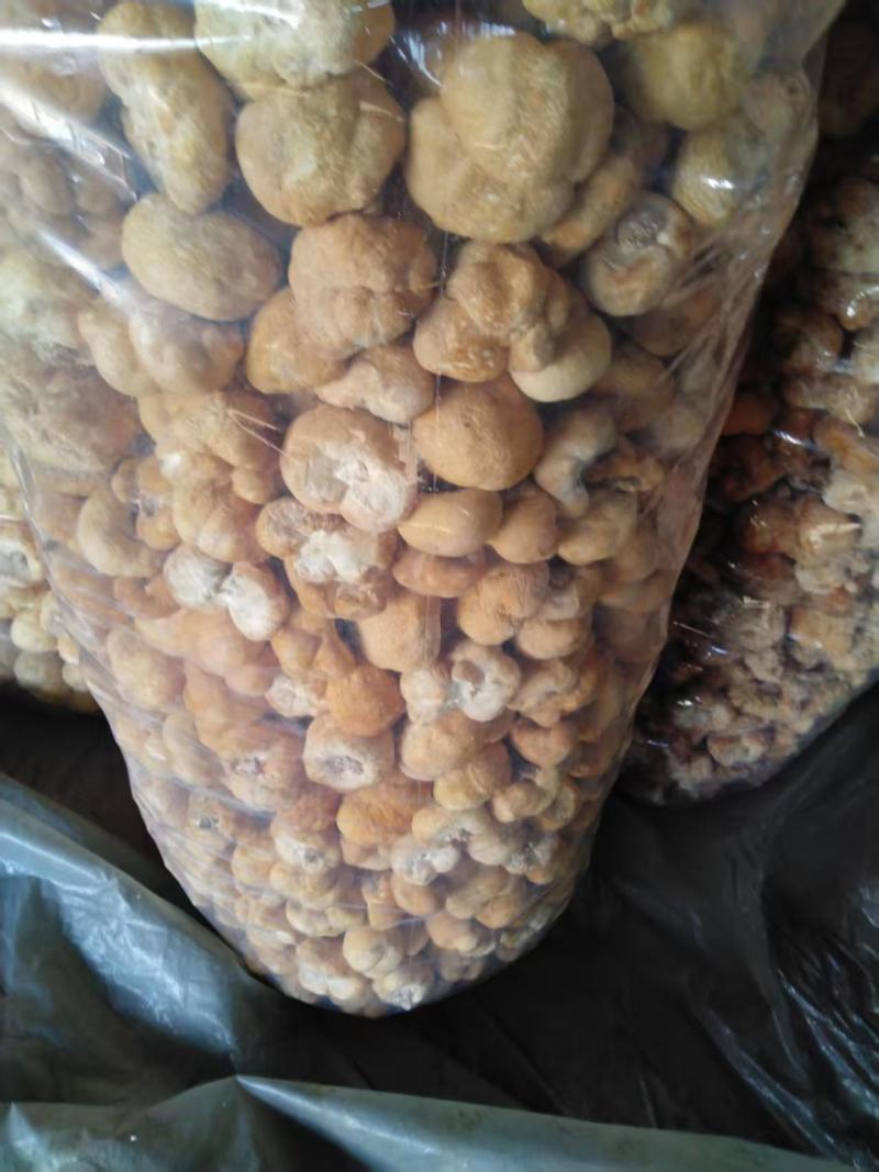 东北猴头菇基地一万斤头菇批发好货价格不贵常年大量批发
