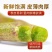 云南正宗紫皮石斛鲜条食用新鲜紫皮可食用送礼产地直销