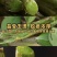 云南正宗紫皮石斛鲜条食用新鲜紫皮可食用送礼产地直销
