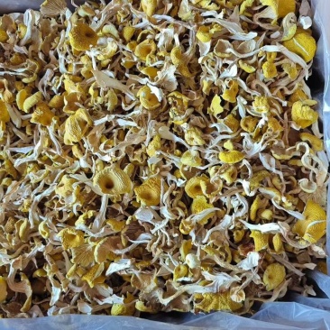 东北榆黄蘑鸡油菌批发今年新货好货价格不贵