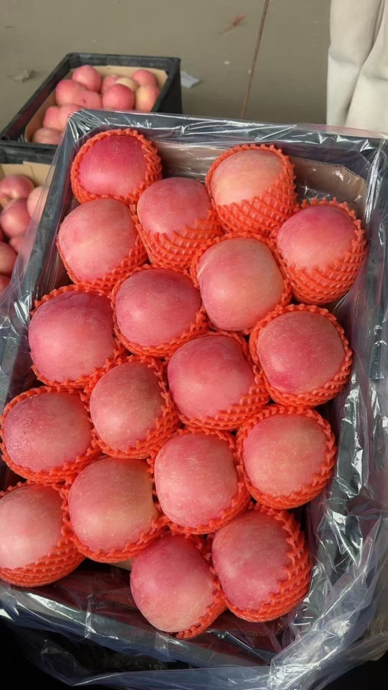精品红富士苹果产地一手货源，万亩果园货源充足