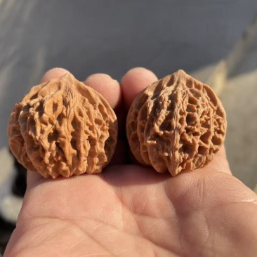 正宗的老树红皮山地文玩核桃老血灯笼狮子头