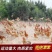 [溜达鸡]正宗东北小笨鸡农家大公鸡吉林土鸡特产新鲜现杀