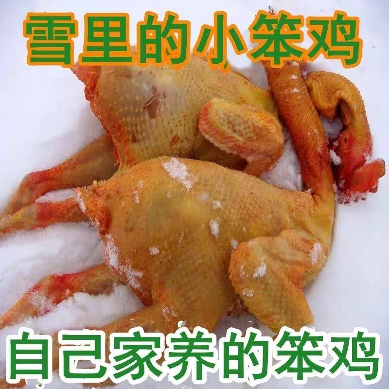 [溜达鸡]正宗东北小笨鸡农家大公鸡吉林土鸡特产新鲜现杀
