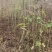 0.5-1公分地径的漆树野杨漆川南小木漆55000颗