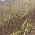 0.5-1公分地径的漆树野杨漆川南小木漆55000颗