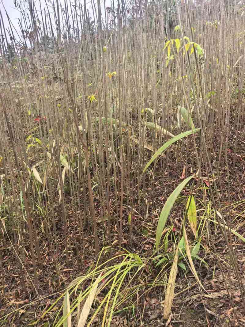0.5-1公分地径的漆树野杨漆川南小木漆55000颗