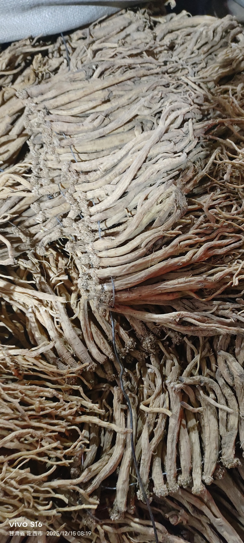 甘肃白条党参中统