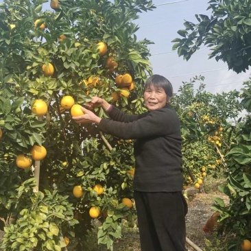 赣南脐橙