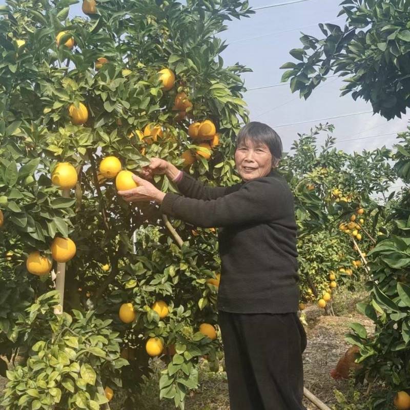 赣南脐橙