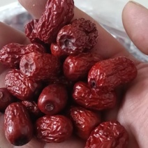 金丝小枣