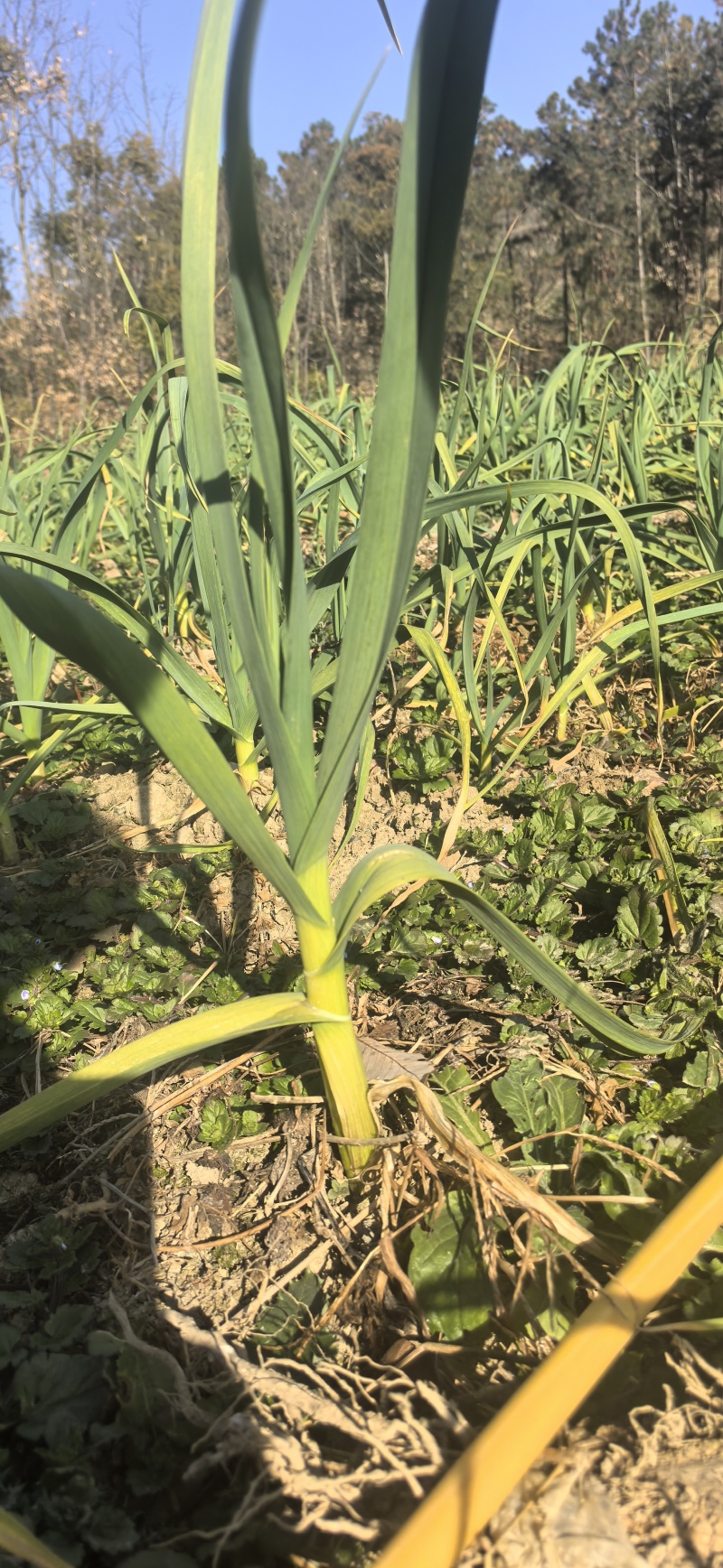 贵州红根蒜苗