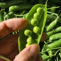 云南长寿仁豌豆，青豌豆大量上市需要的老板联系，对接全国