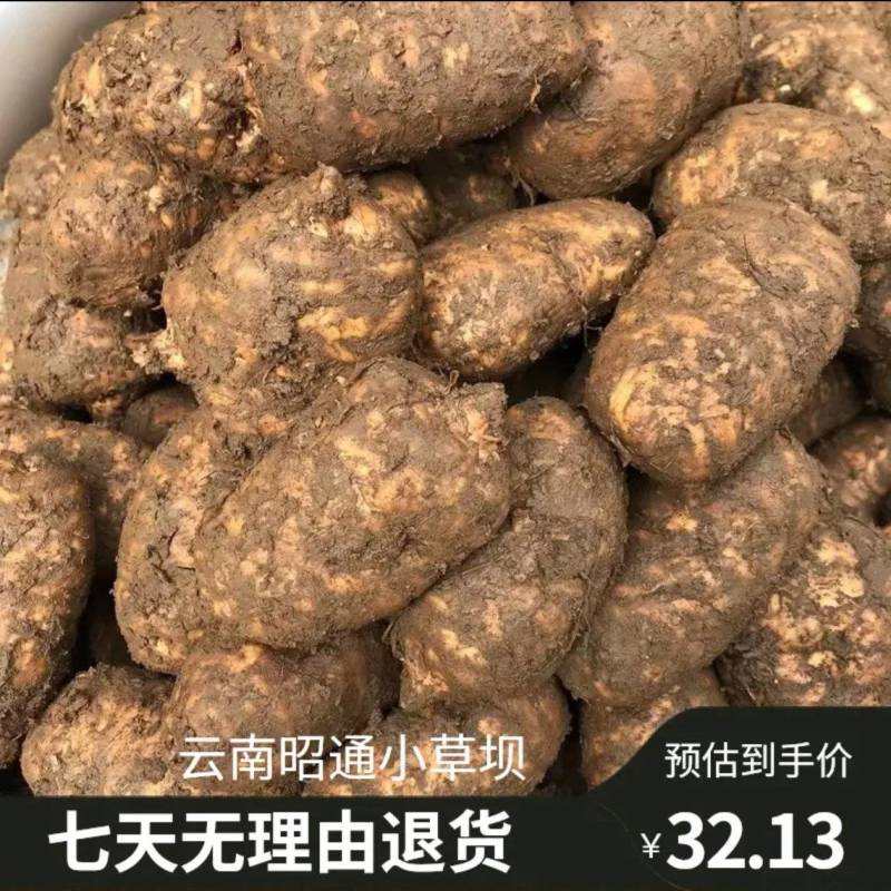 云南省昭通市小草坝天麻