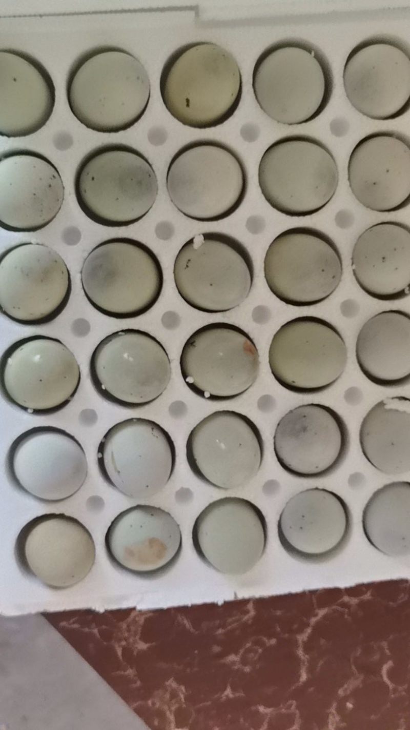 精品无铅松花蛋货源地直发口感好品质优对接全国