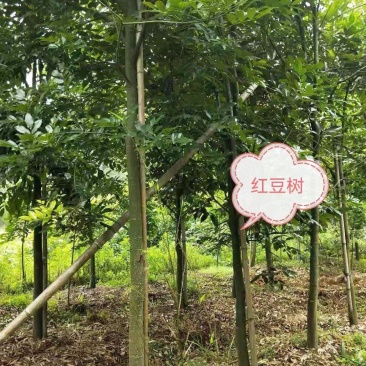 红豆树（又叫鄂西红豆，花梨木）