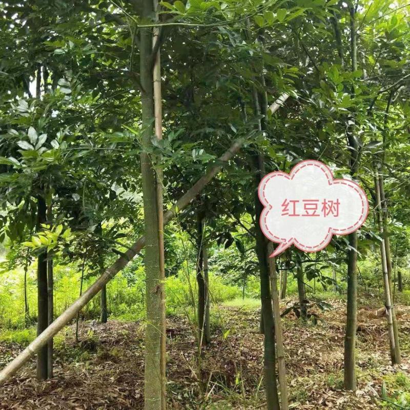 红豆树（又叫鄂西红豆，花梨木）