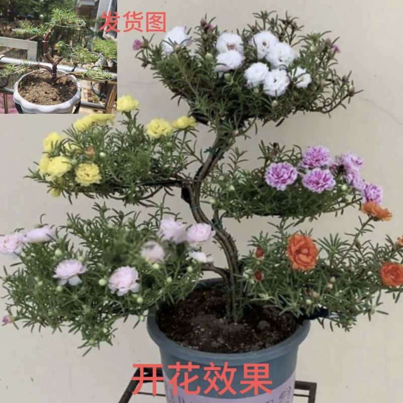 麻花瓣多色重瓣太阳花耐寒庭院阳台养活植物盆栽