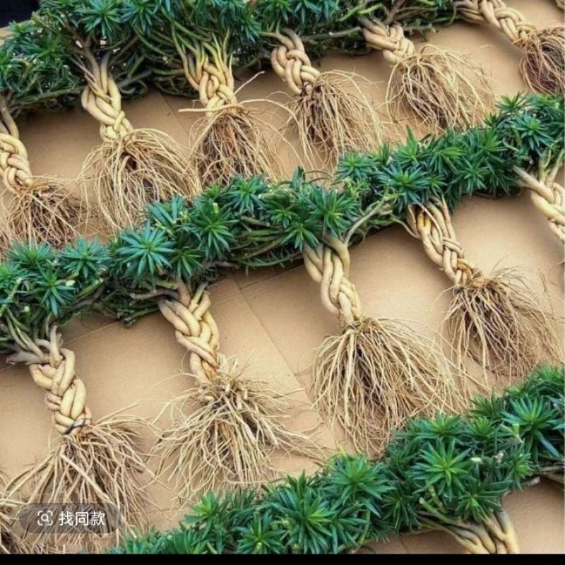 麻花瓣多色重瓣太阳花耐寒庭院阳台养活植物盆栽