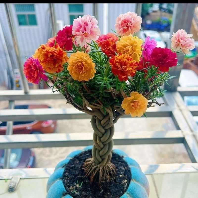 麻花瓣多色重瓣太阳花耐寒庭院阳台养活植物盆栽