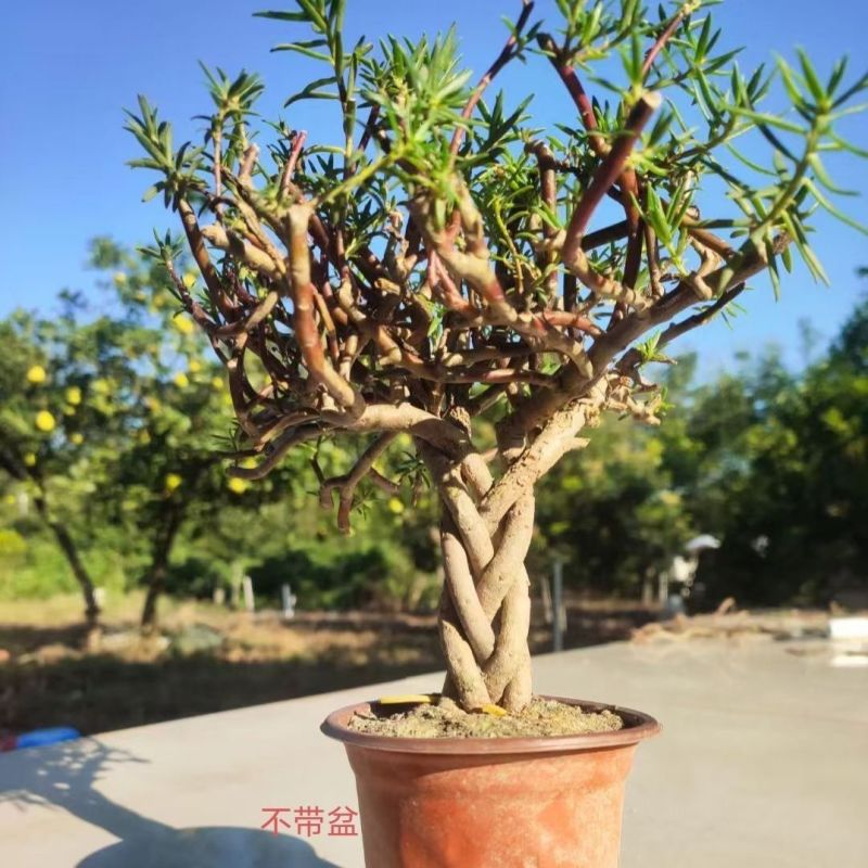 麻花瓣多色重瓣太阳花耐寒庭院阳台养活植物盆栽