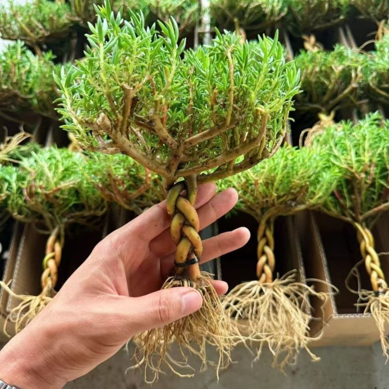 麻花瓣多色重瓣太阳花耐寒庭院阳台养活植物盆栽