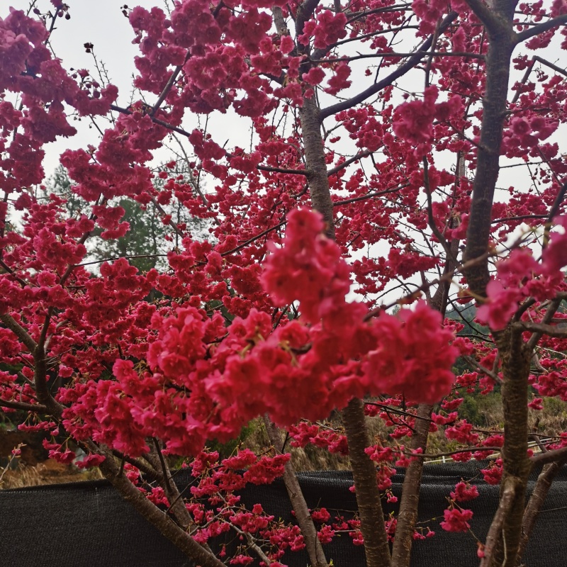 牡丹樱