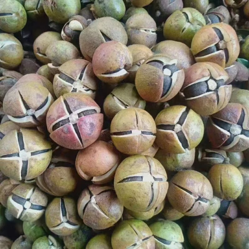 自家种植的茶籽油，自己剥开自己榨油，非常纯正，又新鲜