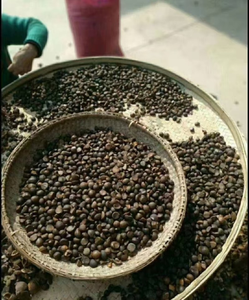 自家种植的茶籽油，自己剥开自己榨油，非常纯正，又新鲜