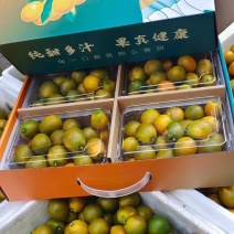 大凉山金桔，大量上市产地直发一手货源质量保证