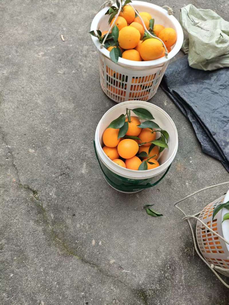 现摘现发，赣南脐橙