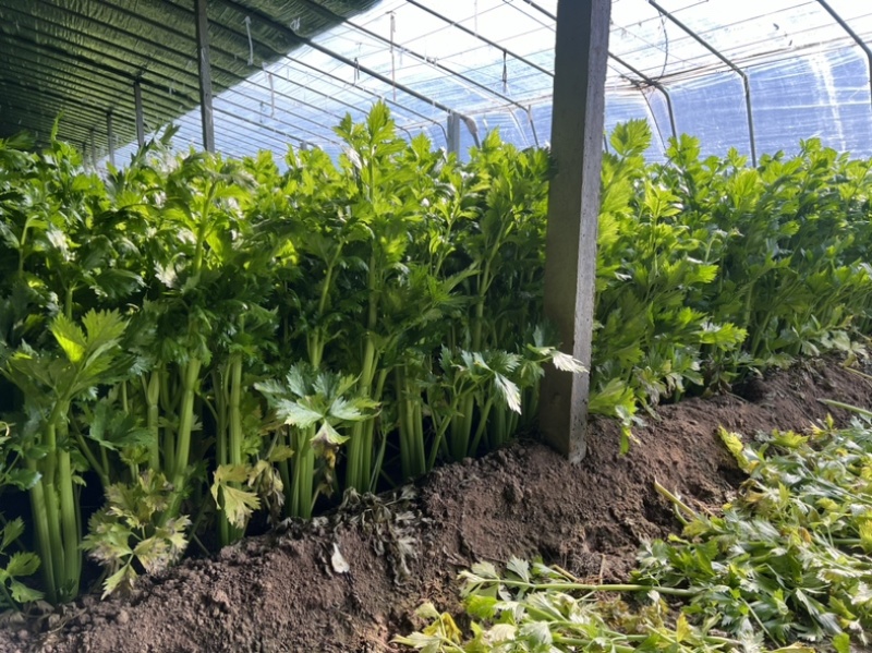 法国皇后西芹