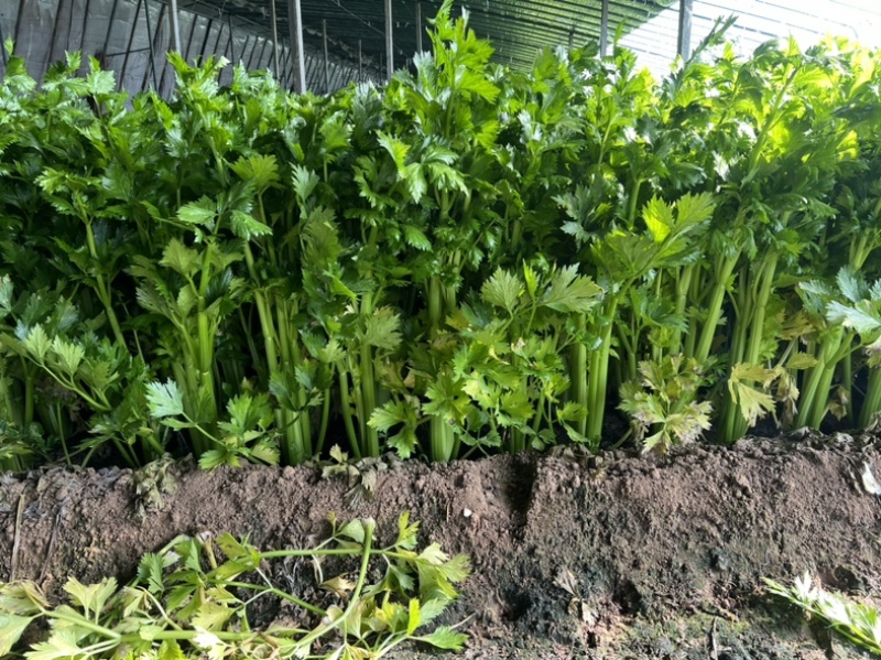 法国皇后西芹