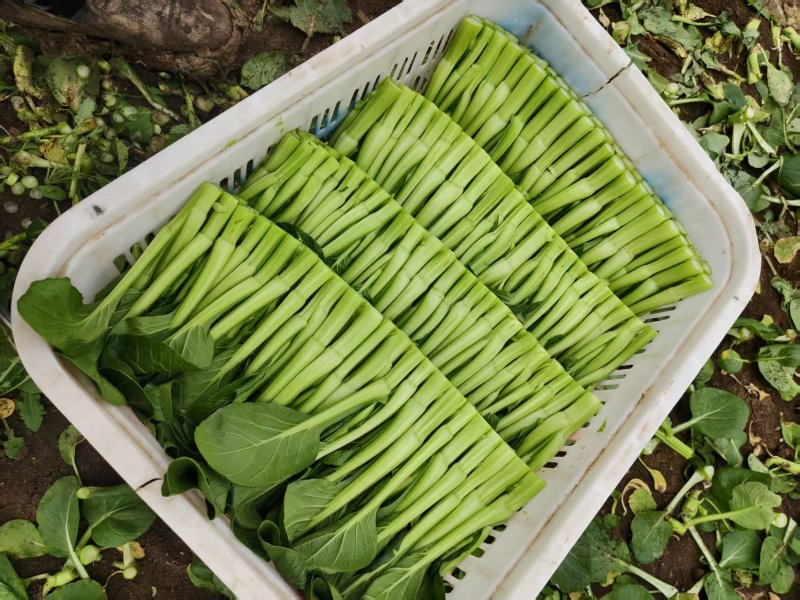 广东菜心。
