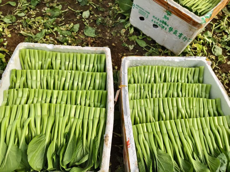 广东菜心。