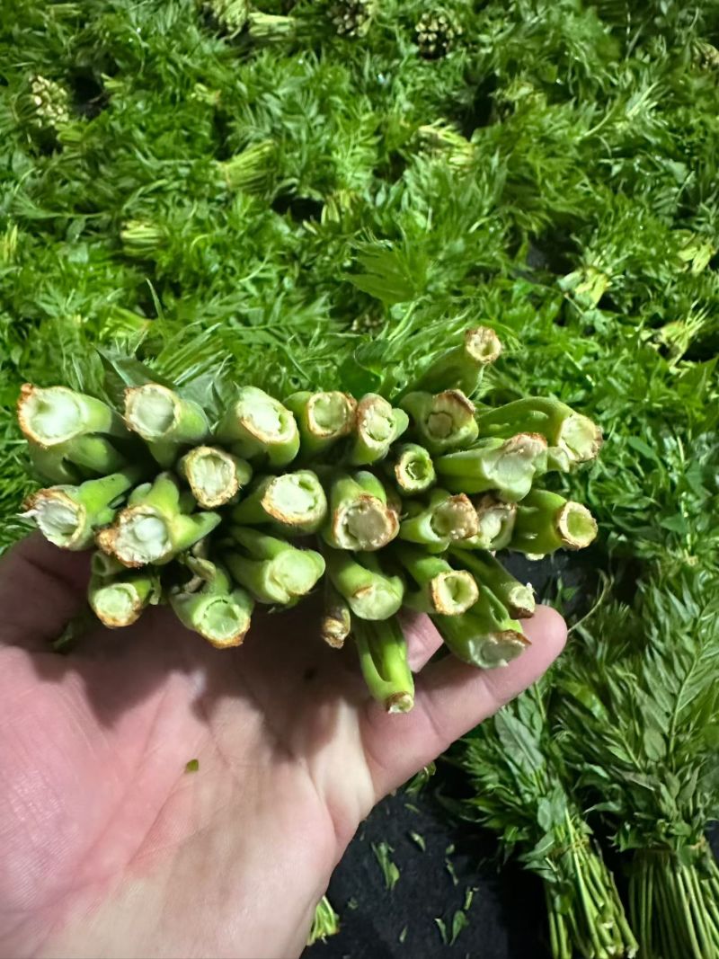 温室大棚香椿芽