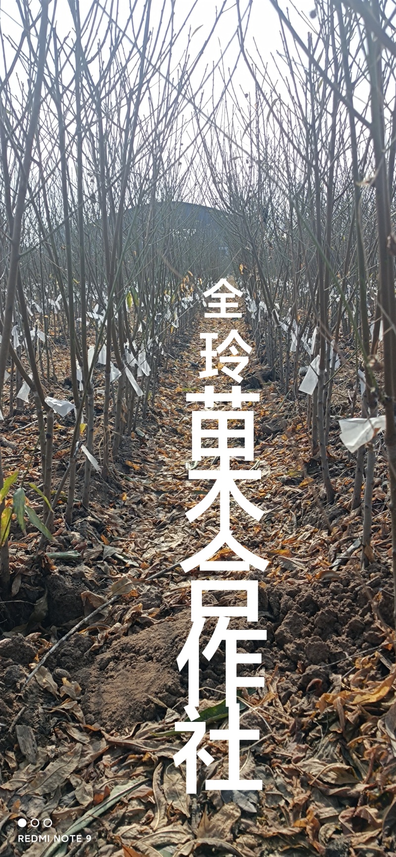 桃树苗