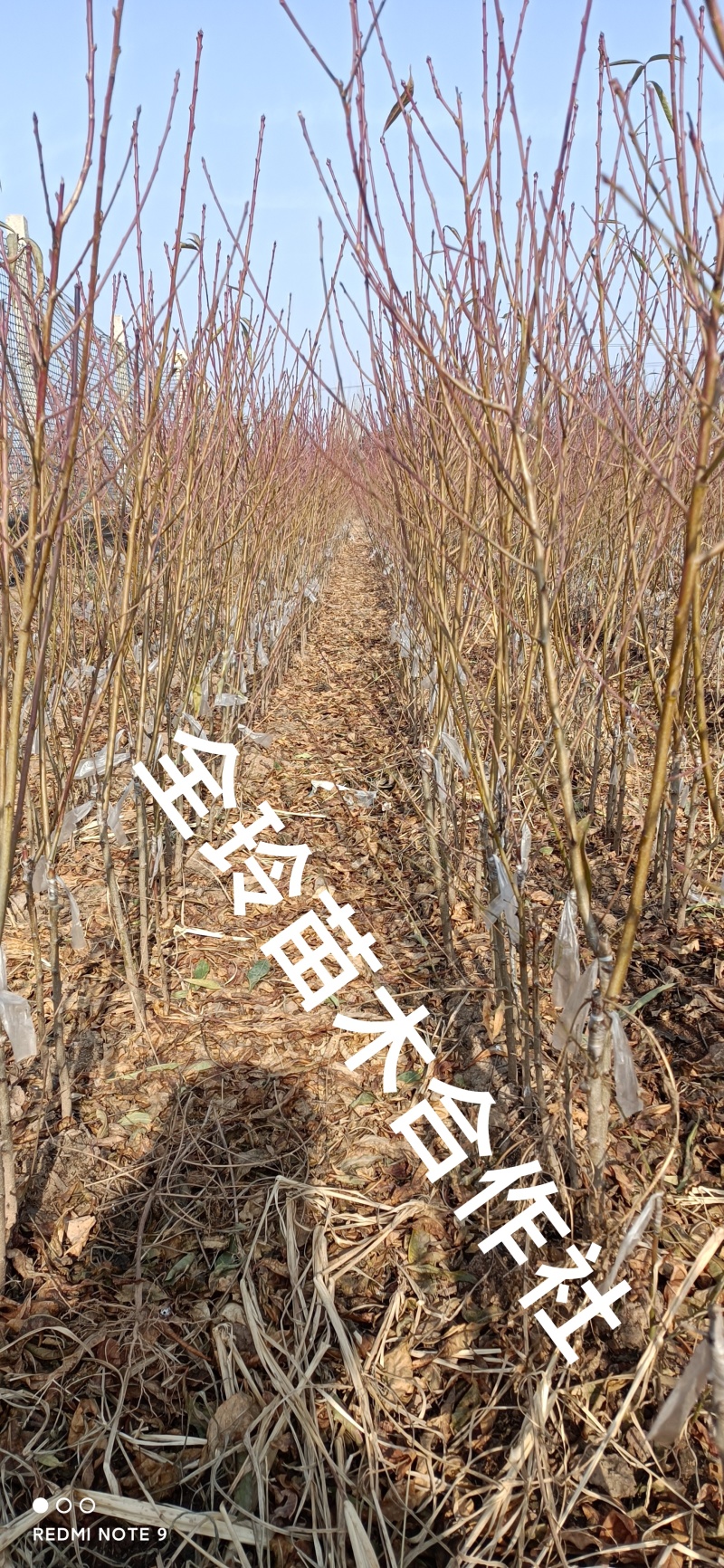 桃树苗