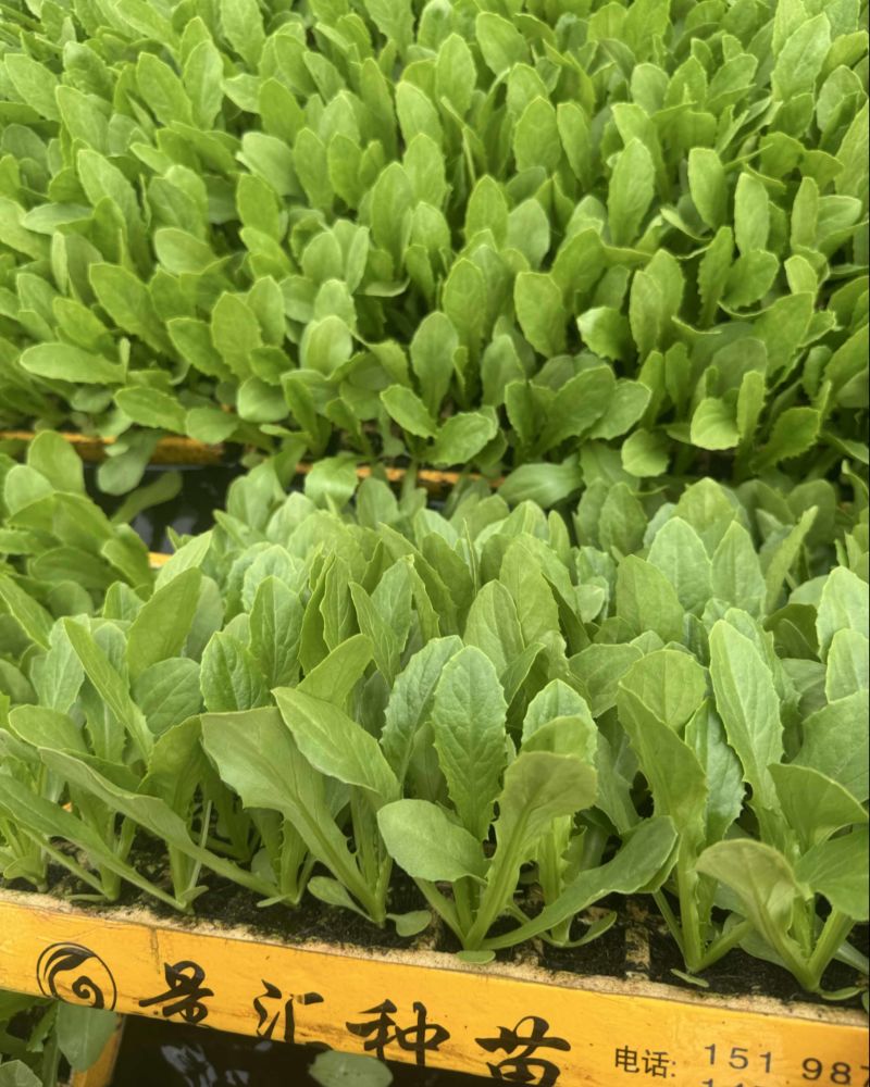 油麦菜苗