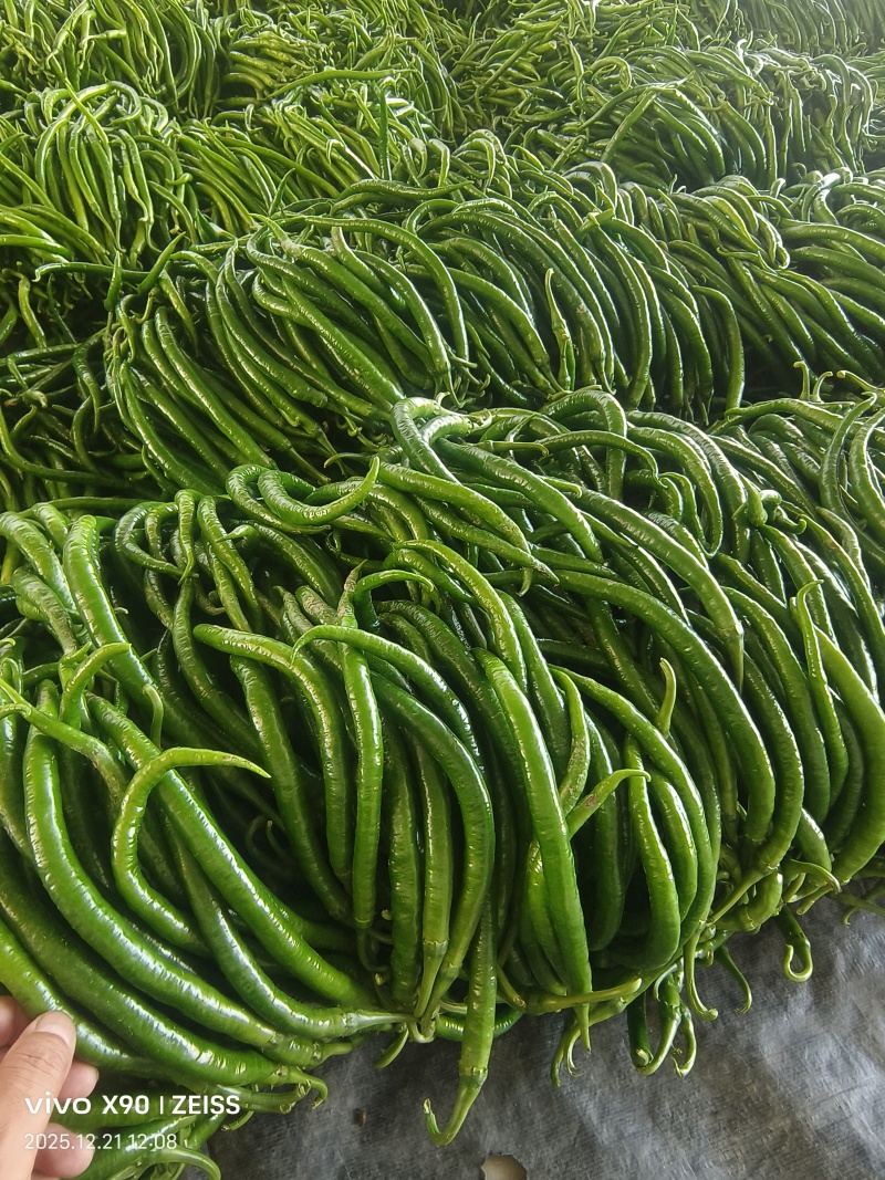 辣椒