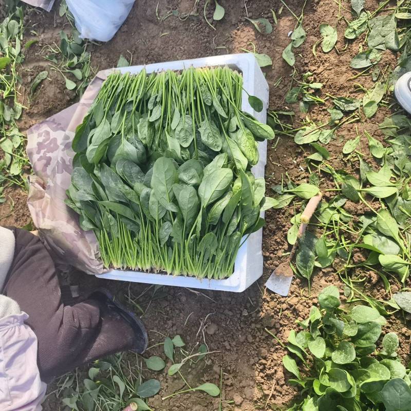 菠菜代办