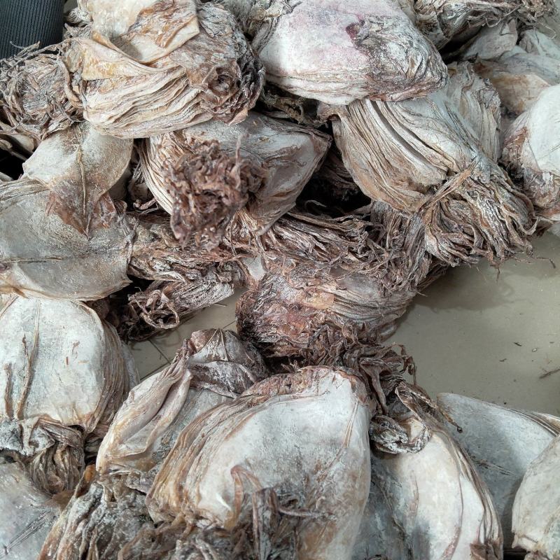 鱿鱼干水发鱿鱼干淡干鱿鱼干延边鱿鱼干