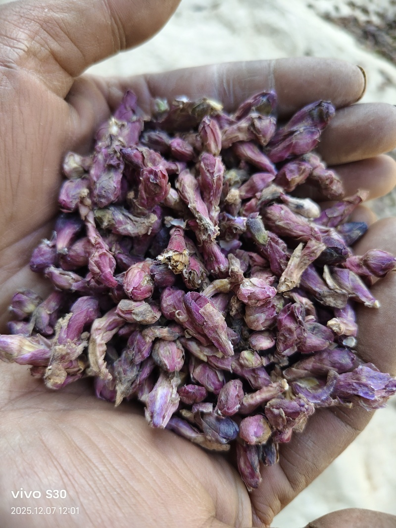 甘肃精品款冬花