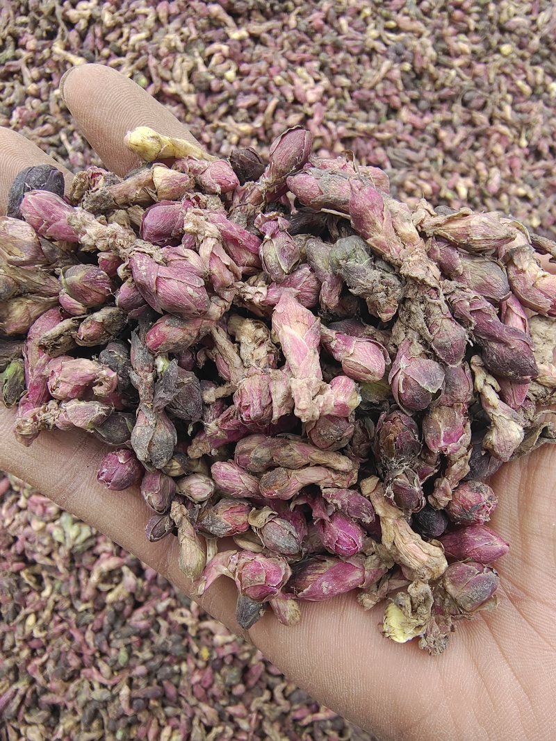 甘肃精品款冬花