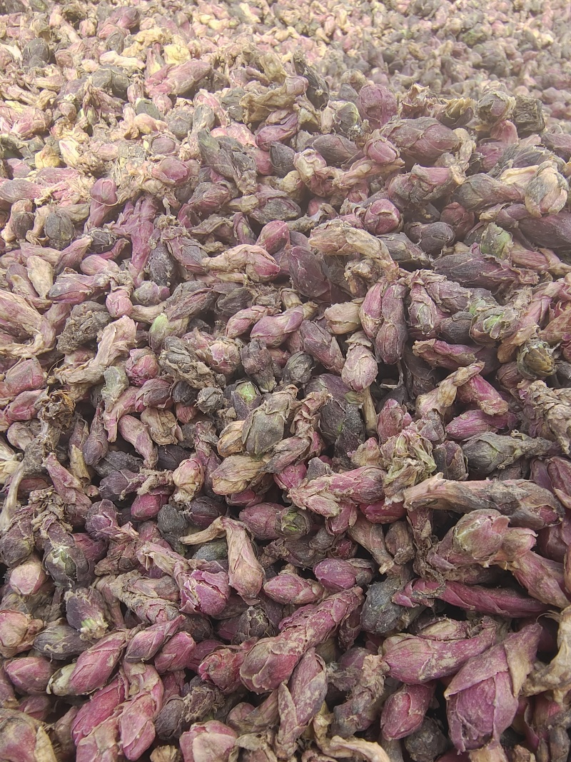 甘肃精品款冬花