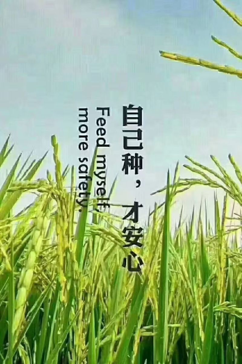 25年五常大米产地直发包邮支持一件代发
