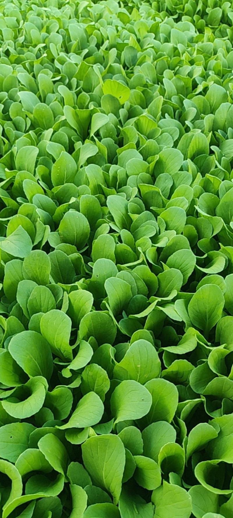 深圳鸡毛菜基地！长年每天新货供应！深圳现割每天从深圳发货