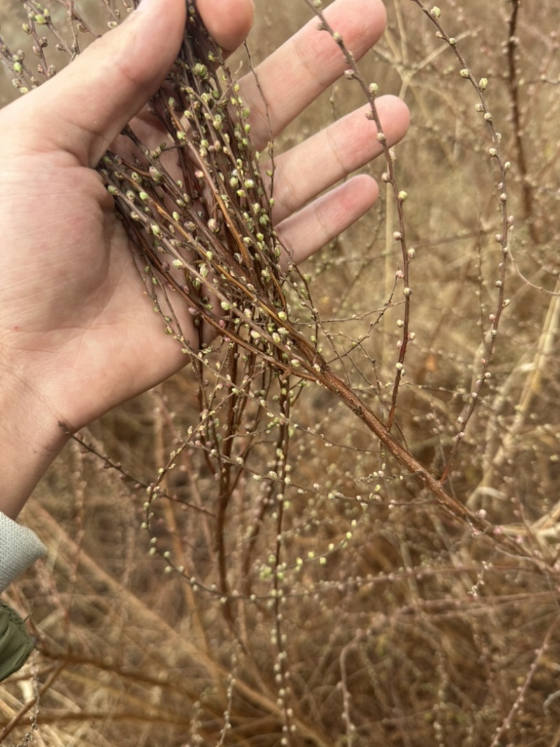 云南干枝雪柳支持一件代发，基地直供